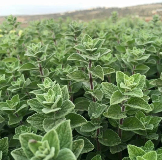 Zaatar